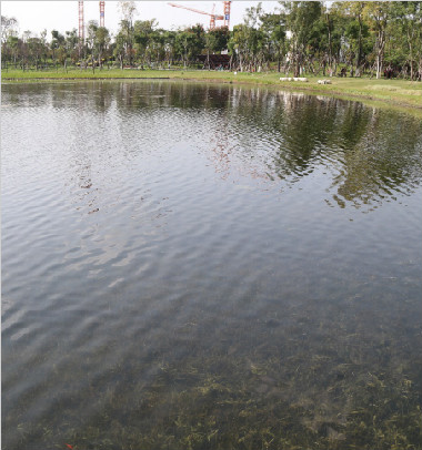成都錦城湖(hú)2#湖(hú)